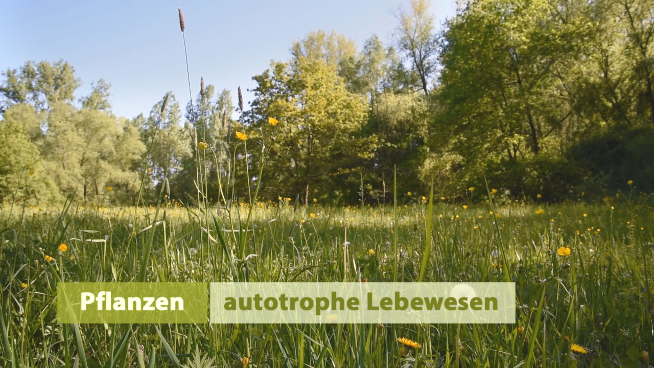 Eine Wiese mit hohen Gräsern und gelben Blumen, umgeben von Bäumen. Text: 'Pflanzen autrophe Lebewesen'