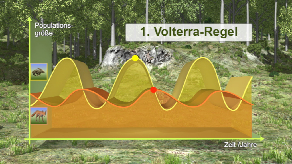 Grafik zur 1. Volterra-Regel, zeigt die Populationsgröße über die Zeit mit Wellenmustern.