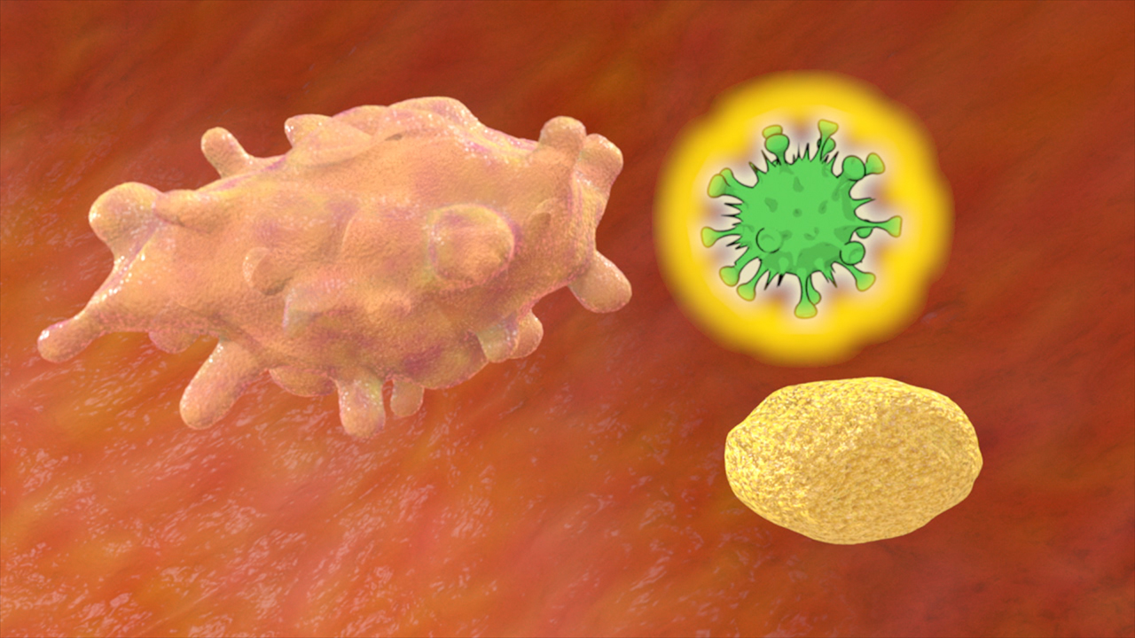 Grafik zeigt eine Immunzelle, ein Virus und ein Bakterium in einem biologischen Kontext.