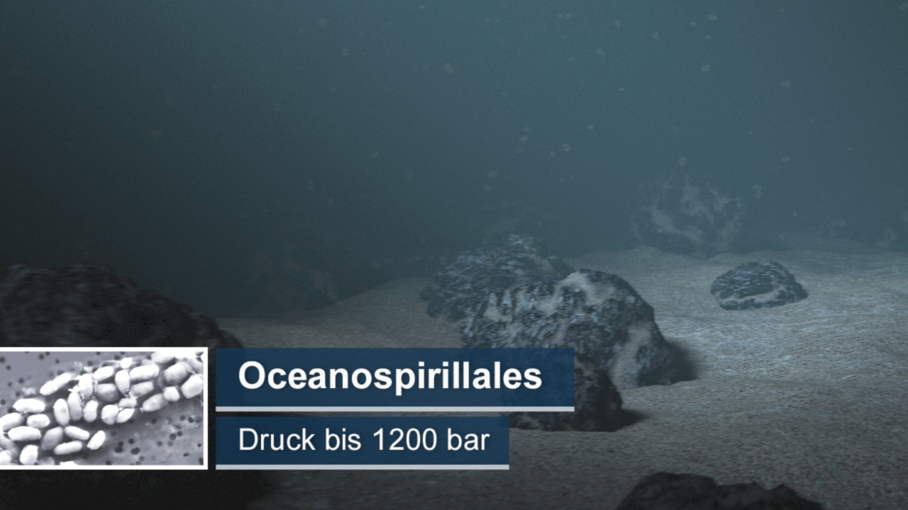 Darstellung von Oceanospirillales im Meer mit einem Druck von bis zu 1200 bar.