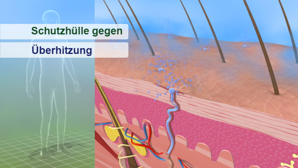 Diagramm, das die Schutzfunktion der Haut gegen Überhitzung zeigt, mit Darstellung von Hautschichten und Blutgefäßen.