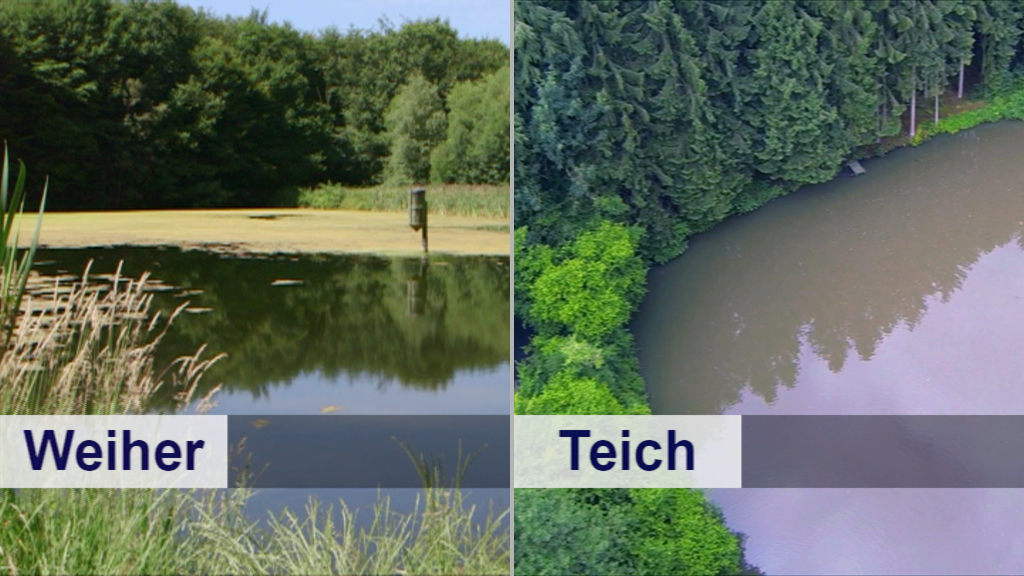 Vergleich zwischen einem Weiher und einem Teich, links klarer Wasserstand, rechts trübes Wasser.