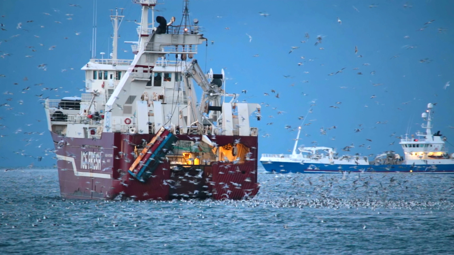 Rotes Frachtschiff mit geöffnetem Heck und vielen Möwen darüber, dahinter zwei weiße Schiffe auf dem Wasser.