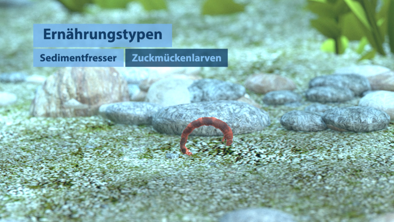 Animation zeigt verschiedene Ernährungstypen im Wasser, darunter Sedimentfresser und Zuckmückenlarven.