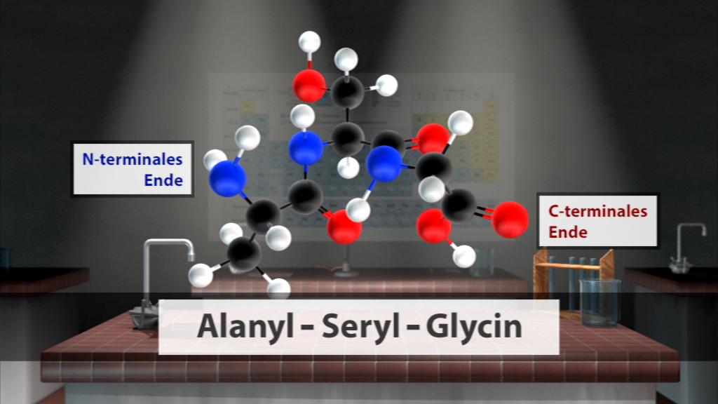 Molekülstruktur von Alanylsäure, Serinsäure und Glycin mit N- und C-terminalen Enden gekennzeichnet.