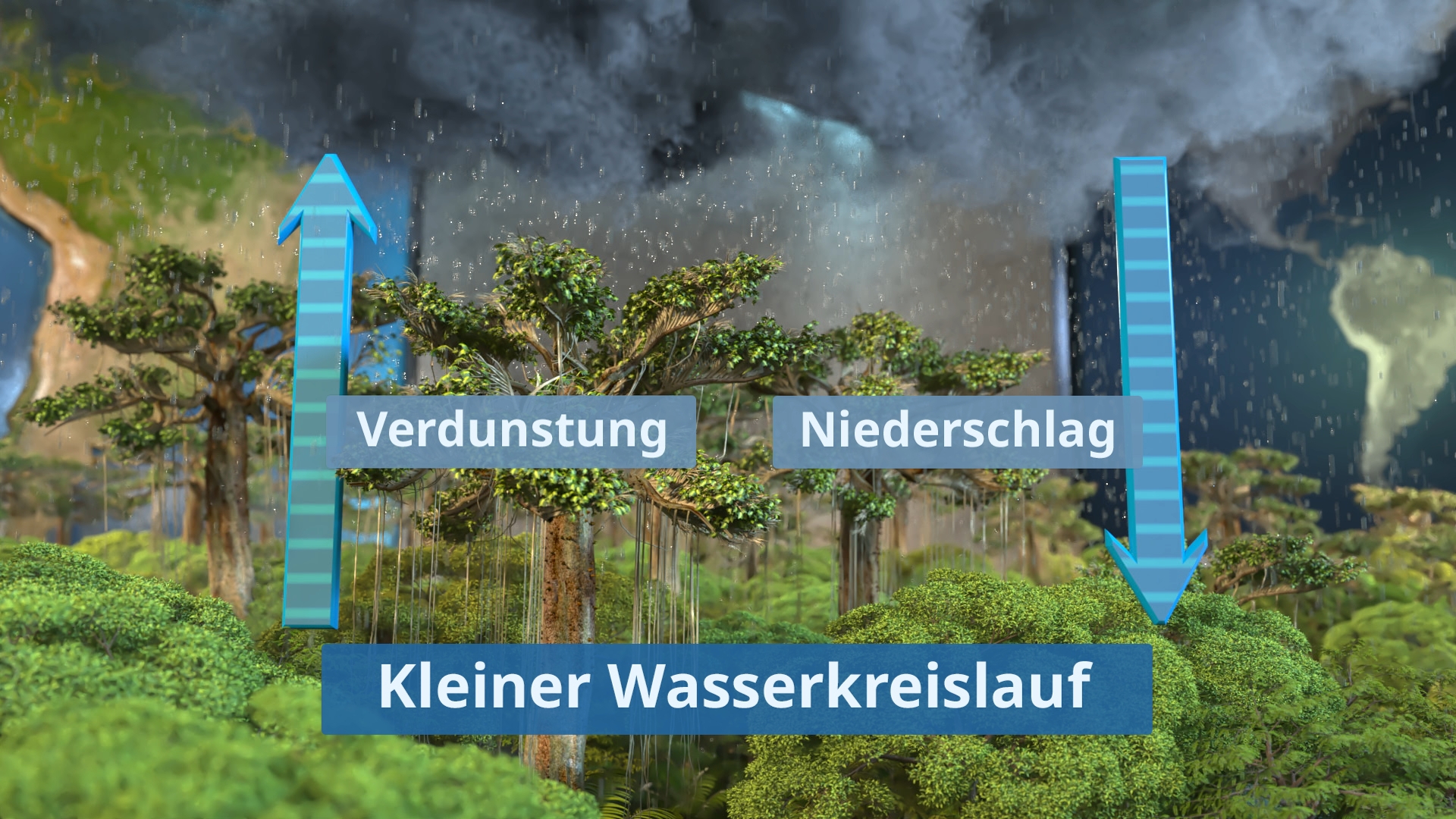 Grafik des kleinen Wasserkreislaufs im Regenwald mit Verdunstung von Bäumen und Niederschlag als Regen