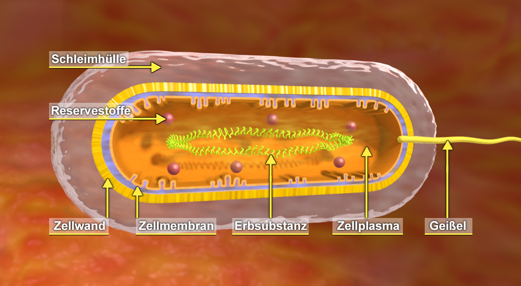 Schematische Darstellung einer Bakterienzelle mit Beschriftungen für Zellwand, Zellmembran, Erbsubstanz, Zellplasma, Geißel und Schleimhülle.