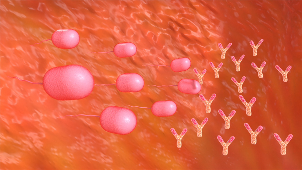 Immunsystem I