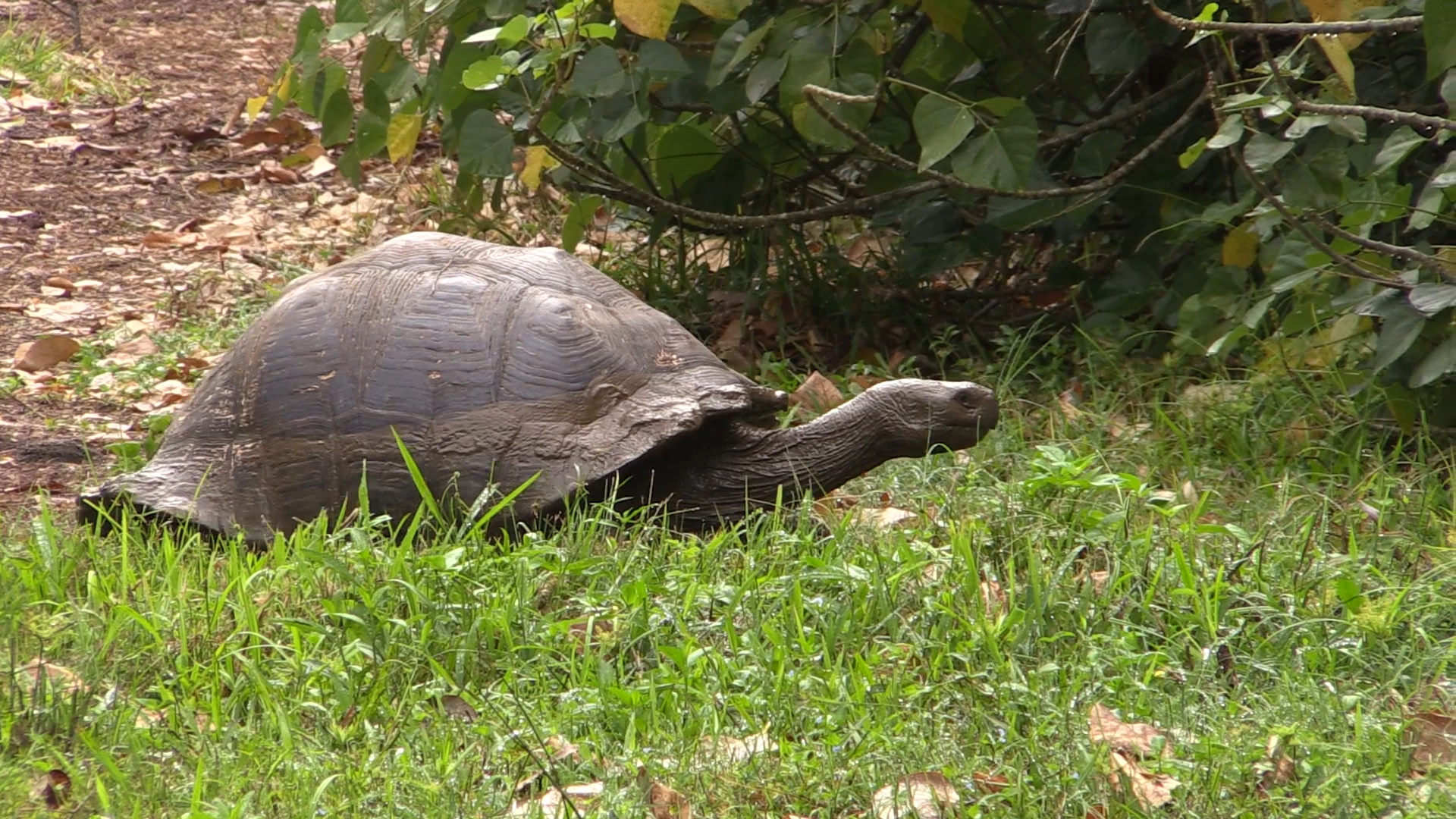 Große Schildkröte mit langem Hals kriecht auf Gras vor Sträuchern