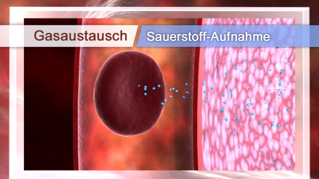Grafik, die den Gasaustausch und die Sauerstoffaufnahme in Zellen darstellt, mit roten Blutkörperchen und blauen Molekülen.