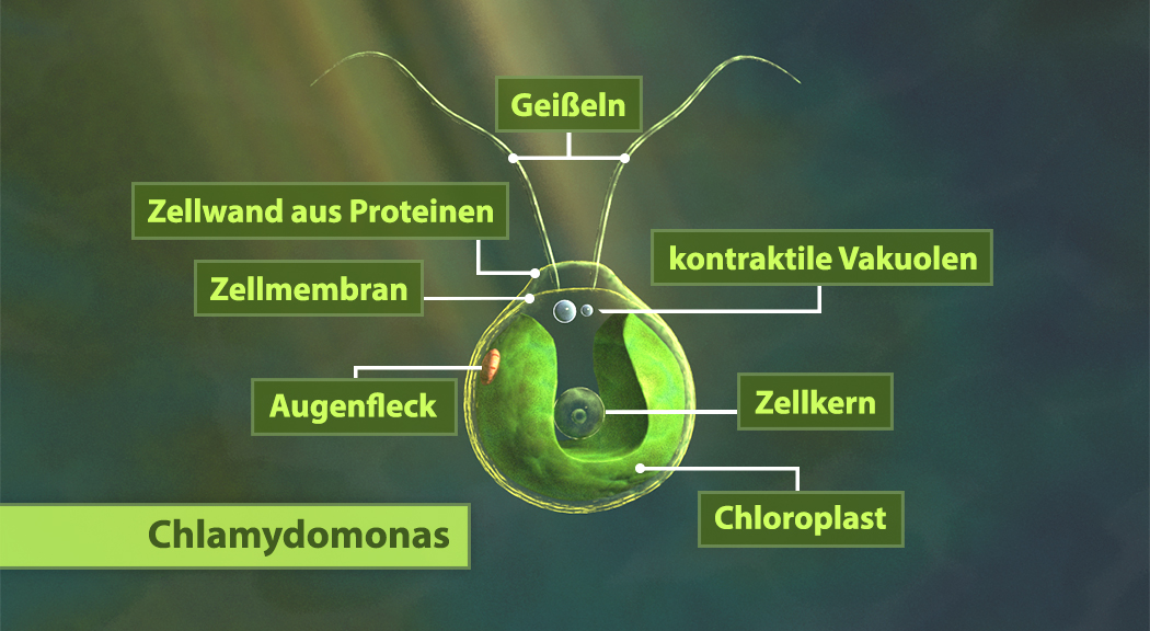 Diagramm eines Chlamydomonas mit Beschriftungen für Geißeln, Zellwand aus Proteinen, Zellmembran, kontraktile Vakuolen, Augenfleck, Zellkern und Chloroplast.