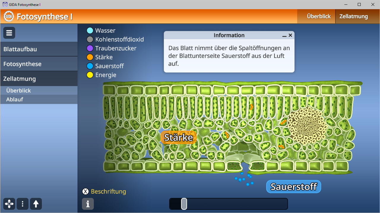 Diagramm der Fotosynthese mit Zellstrukturen, die Wasser, Kohlendioxid, Traubenzucker, Stärke und Sauerstoff zeigen.