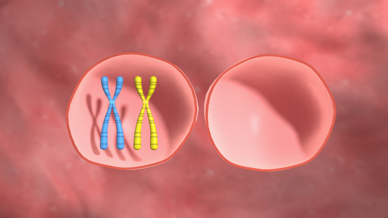 Grafik zeigt zwei Zellen mit Chromosomenpaaren, eines in Blau und das andere in Gelb.