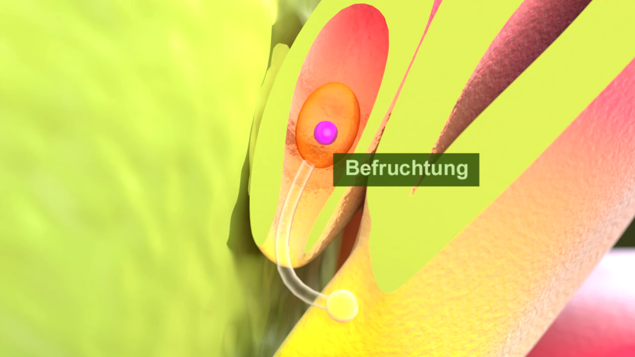 Grafik, die den Prozess der Befruchtung zeigt, mit hervorgehobenen Zellen und einem beschrifteten Bereich.