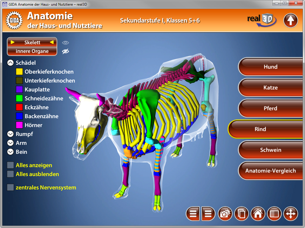 3D-Darstellung des Skeletts eines Rindes mit farblich hervorgehobenen Organen und Knochen.