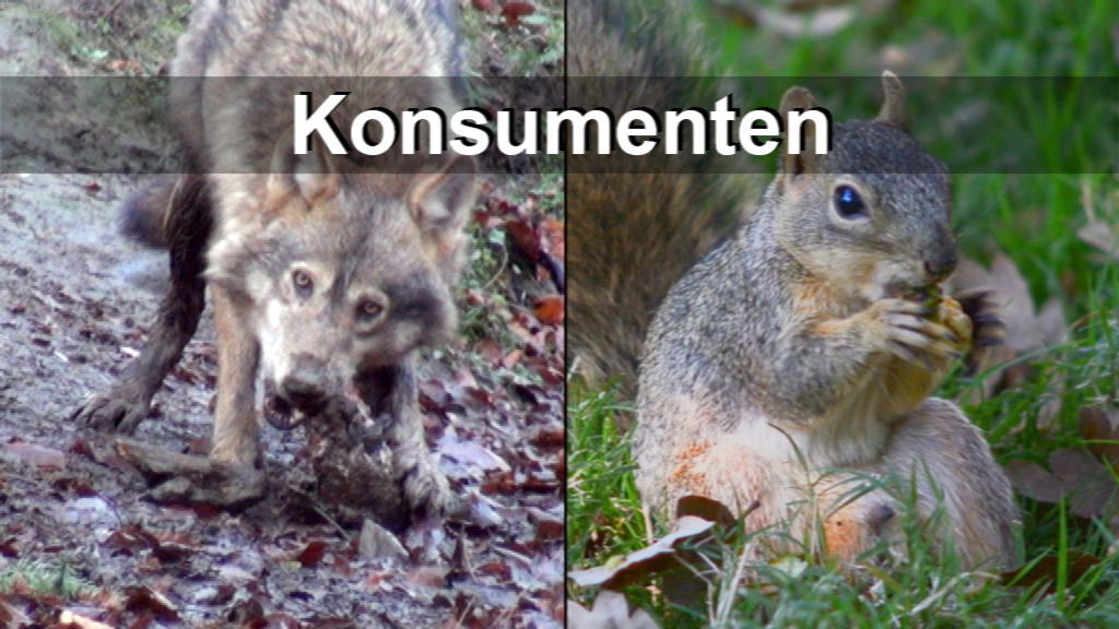Ein Wolf auf der linken Seite, der ein Tier hält, und ein Eichhörnchen auf der rechten Seite, das eine Nuss isst. Beide Tiere sind in einer natürlichen Umgebung abgebildet.