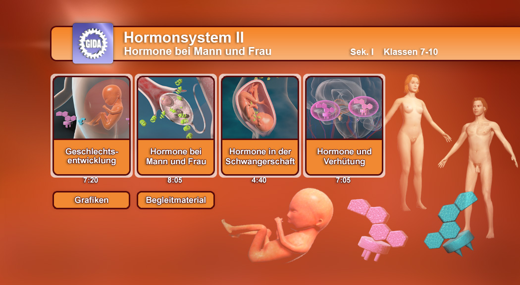 Infografik über das Hormonsystem II mit Themen zu Geschlechtsentwicklung, Hormonen bei Mann und Frau, Schwangerschaft und Verhütung.