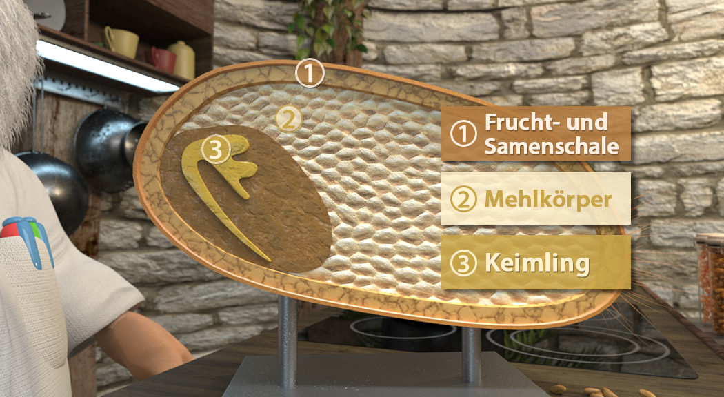 Infografik über die Bestandteile eines Samens: Frucht- und Samenschale, Mehlkörper, Keimling.