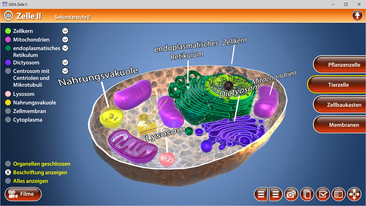 3D-Darstellung einer Zelle mit beschrifteten Organellen wie Mitochondrien, Lysosomen und endoplasmatischem Retikulum.
