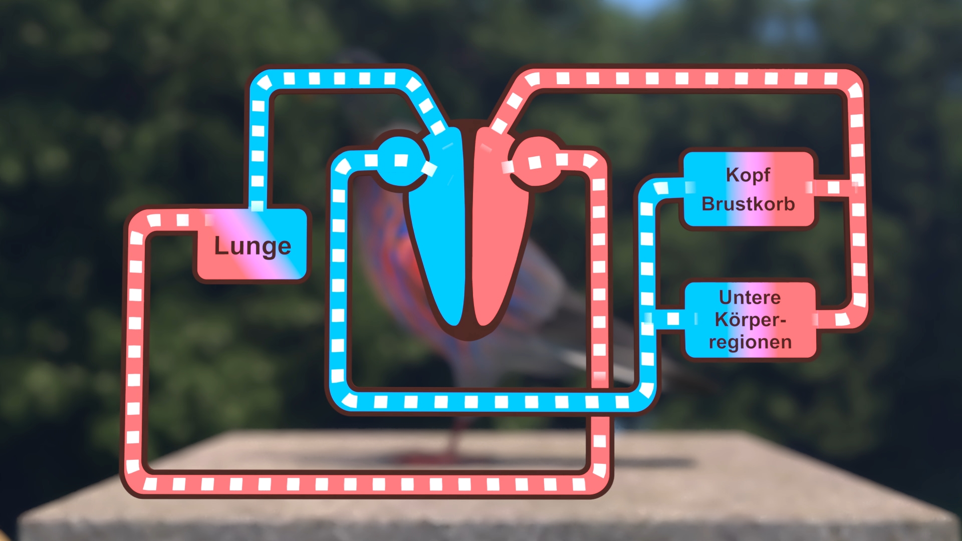 Schematische Darstellung des Blutkreislaufs eines Vogels mit farblich markierten Bereichen für Lunge, Kopf-Brustkorb und untere Körperregionen