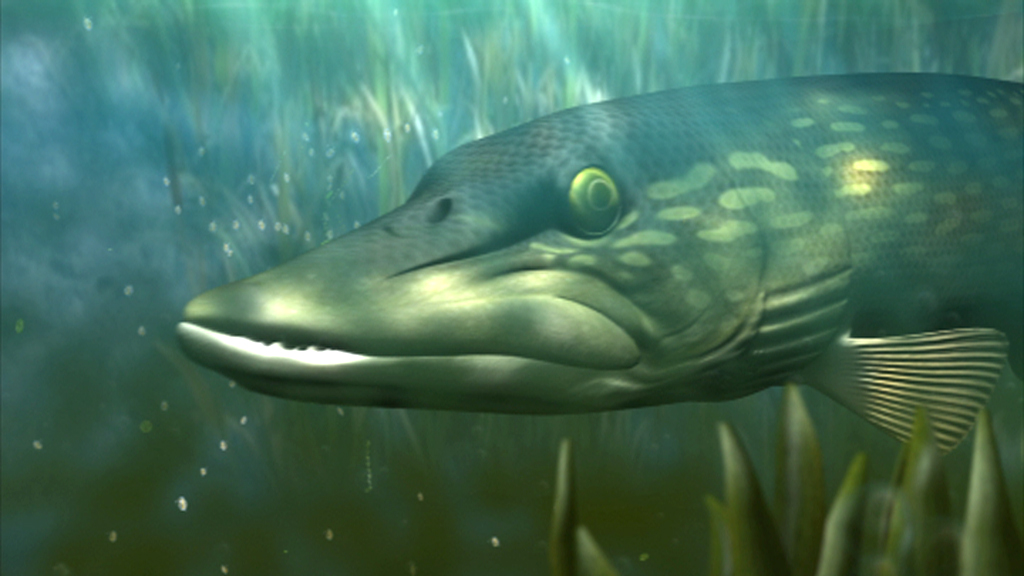 Nahaufnahme eines Hechts unter Wasser, mit scharfen Zähnen und grüner Schuppenfarbe.