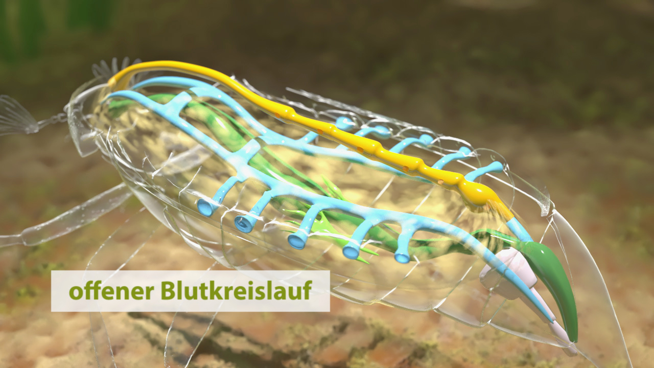 Grafik eines offenen Blutkreislaufs, zeigt die blauen und gelben Blutgefäße eines Organismus.