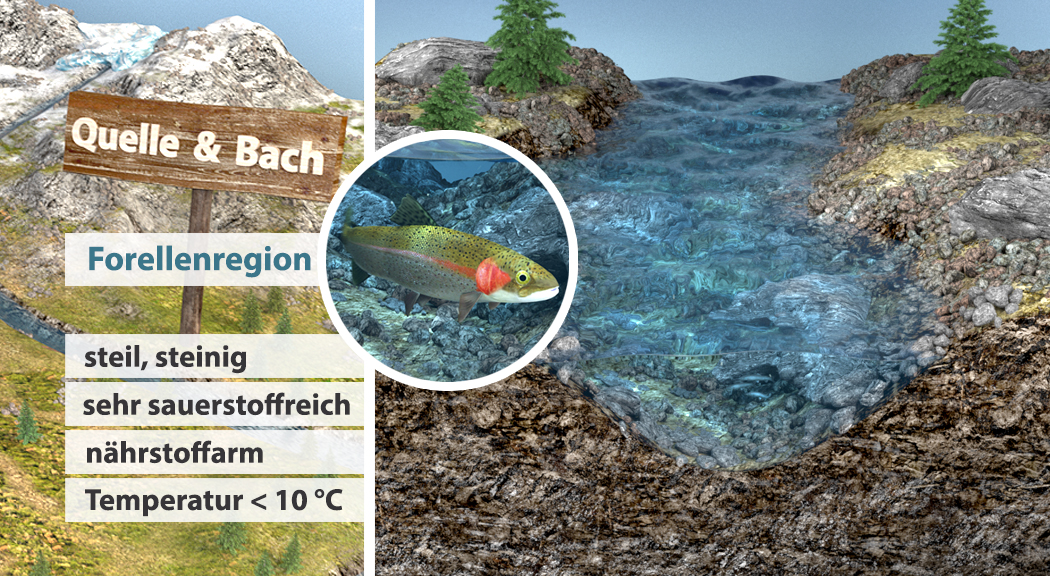 Infografik über die Forellenregion mit Informationen zu Wasserbedingungen und Umgebung.
