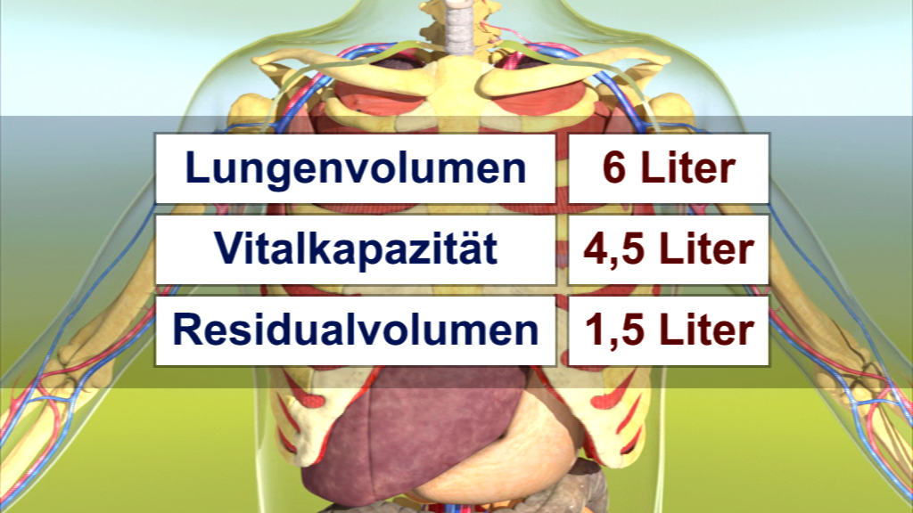 Diagramm des menschlichen Atmungssystems mit Angaben zu Lungenvolumen, Vitalkapazität und Residualvolumen.
