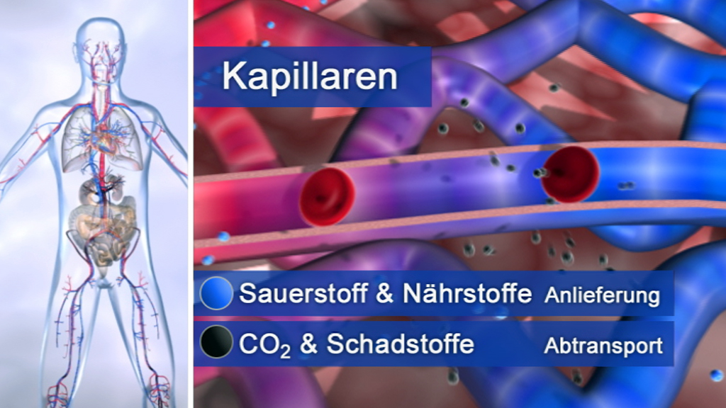 Diagramm des menschlichen Körpers mit Kapillaren, die Sauerstoff und Nährstoffe liefern und CO2 sowie Schadstoffe abtransportieren.