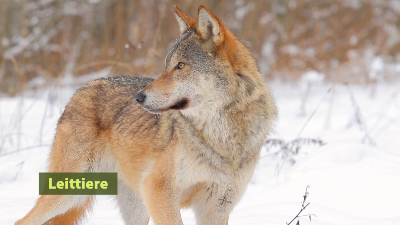 Ein Wolf steht im Schnee und schaut zur Seite, mit einem natürlichen Lebensraum im Hintergrund.