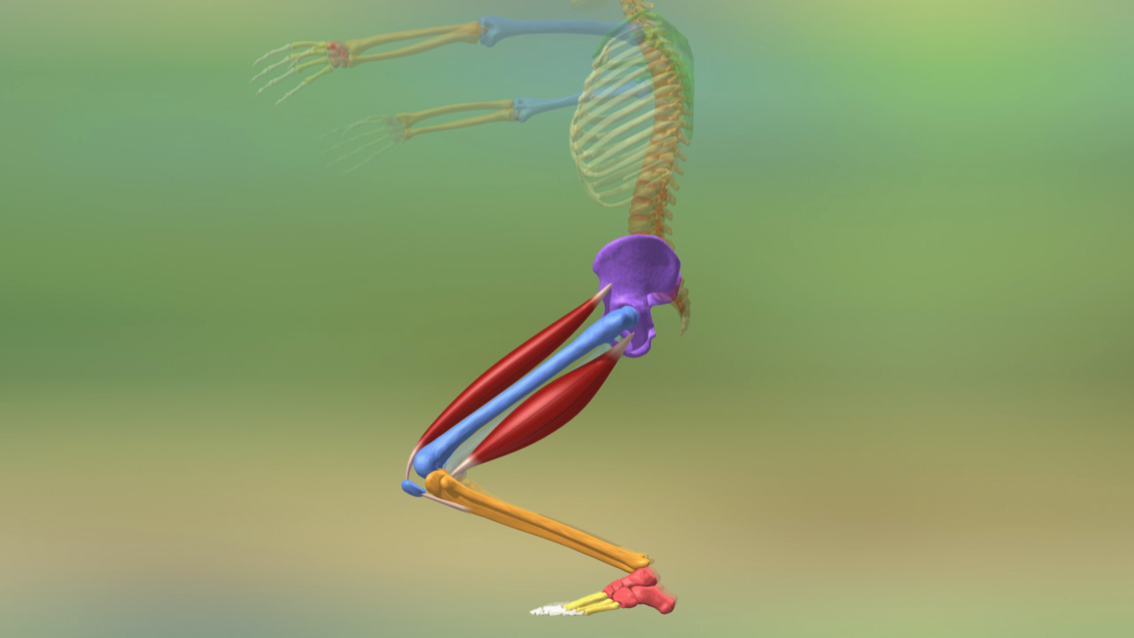 3D-Darstellung eines menschlichen Skeletts mit hervorgehobenen Muskeln und Gelenken, seitliche Ansicht.