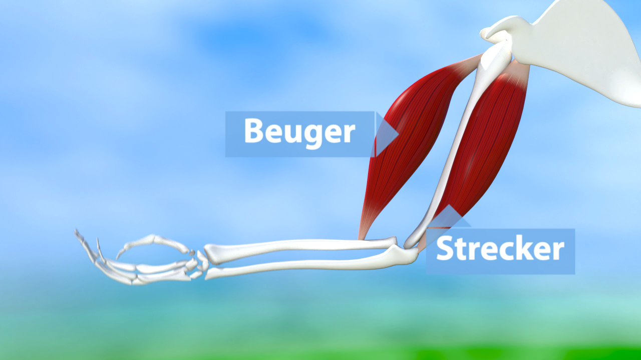 Illustration eines Arms mit Beuger- und Strecker-Muskeln, die in rot hervorgehoben sind.