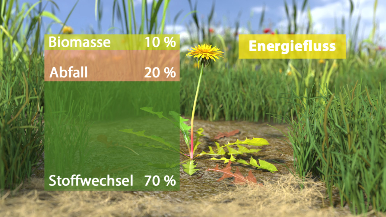 Diagramm zur Energieverteilung in einem Ökosystem: Biomasse 10 %, Abfall 20 %, Stoffwechsel 70 %.