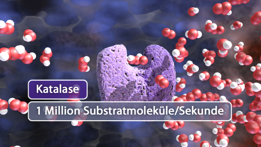Grafik zeigt Katalase mit der Fähigkeit, 1 Million Substratmoleküle pro Sekunde zu verarbeiten, umgeben von Molekülen.