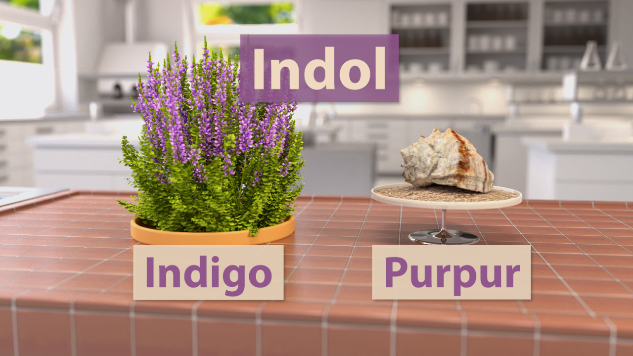 Eine Pflanze mit lila Blüten steht links in einem Topf, rechts ein Stück Gestein auf einem Teller. Beschriftungen: 'Indol', 'Indigo', 'Purpur'.