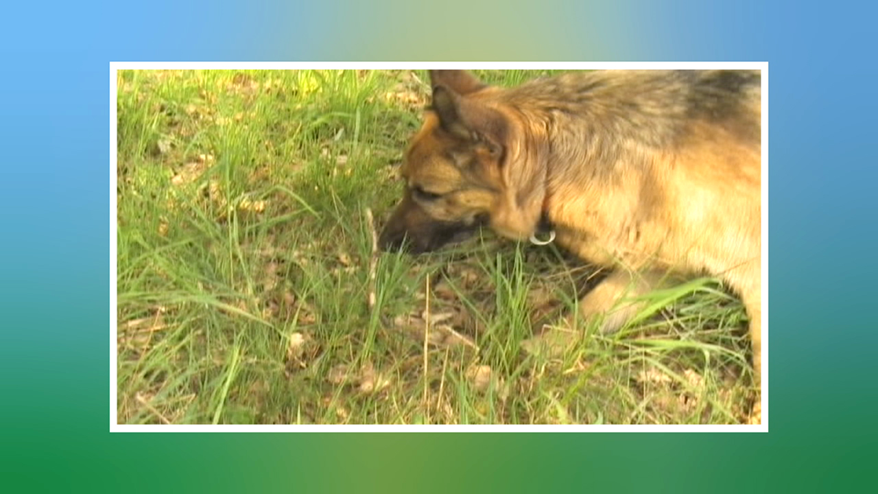 Ein deutscher Schäferhund schnüffelt im Gras.