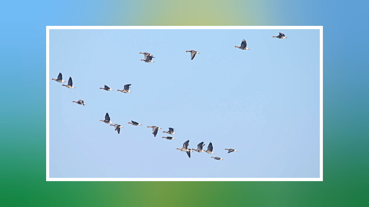 Eine Gruppe von Vögeln fliegt in einer V-Formation über einen klaren Himmel.