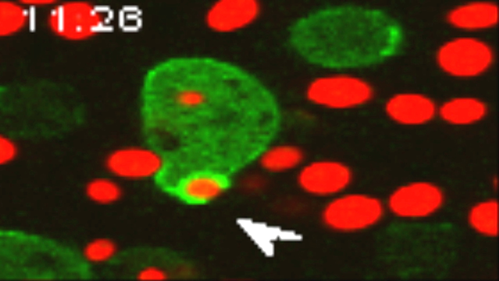 Mikroskopische Aufnahme von Zellen mit grünen und roten Färbungen, die Zellstrukturen darstellen.