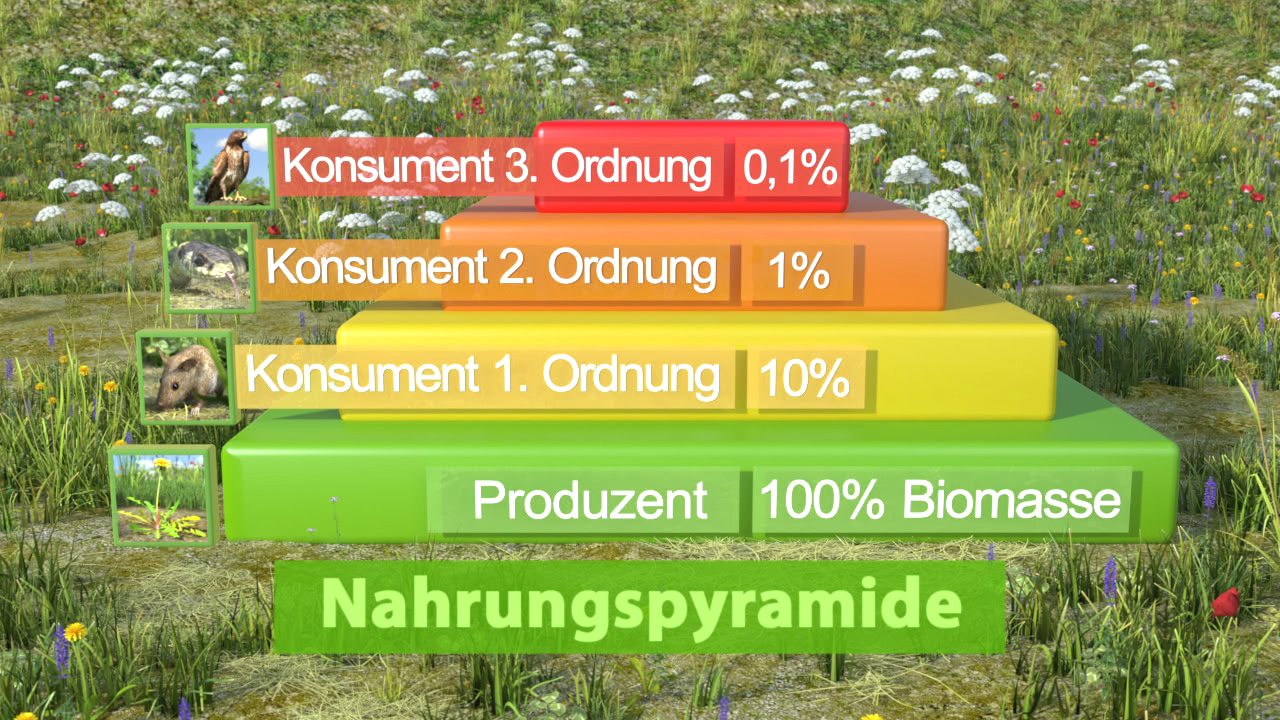 Nahrungs- oder Energiepyramide mit vier Ebenen: Produzent (100% Biomasse), Konsument 1. Ordnung (10%), Konsument 2. Ordnung (1%), Konsument 3. Ordnung (0,1%).
