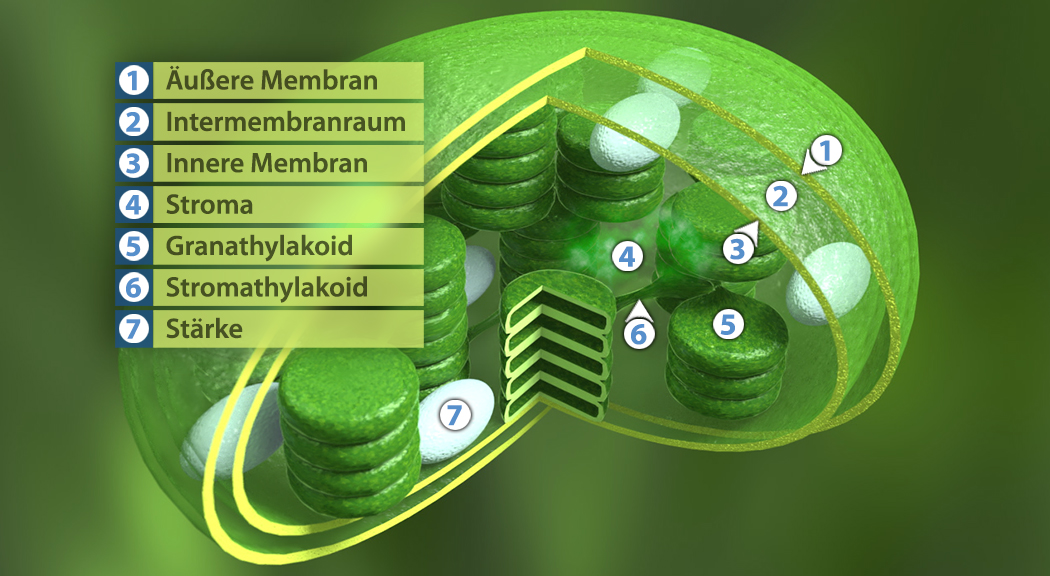 Diagramm eines Chloroplasten mit beschrifteten Teilen: äußere Membran, Intermembranraum, innere Membran, Stroma, Granathylakoid, Stromathylakoid, Stärke.