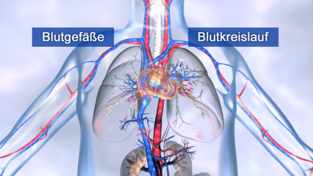 Diagramm des menschlichen Blutkreislaufs mit hervorgehobenen Blutgefäßen und dem Herzen.