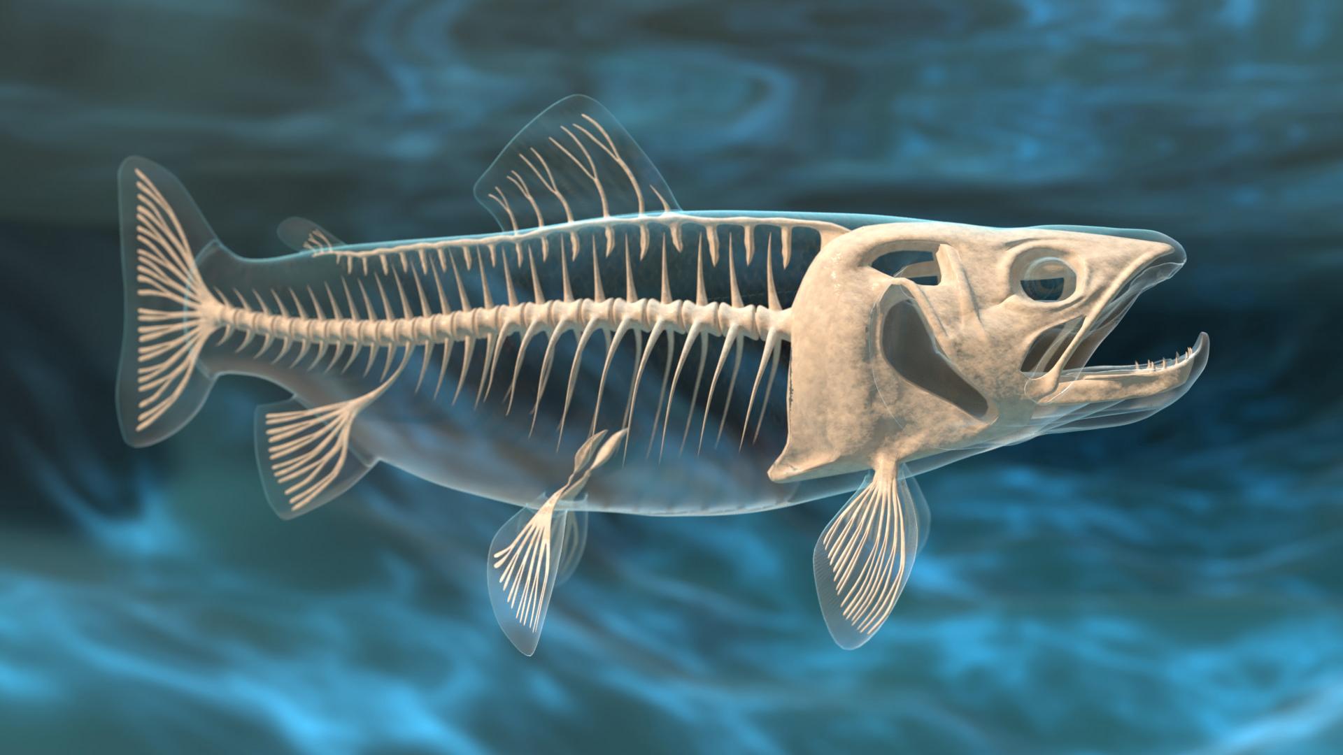 Skelett eines Fisches im Wasser, zeigt die knöchernen Strukturen und Flossen.