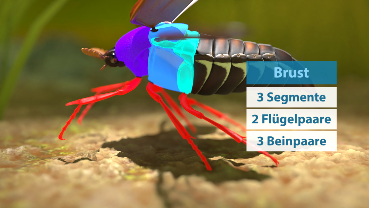 3D-Darstellung eines Insekts mit hervorgehobener Brust, die 3 Segmente, 2 Flügelpaare und 3 Beinpaare zeigt.