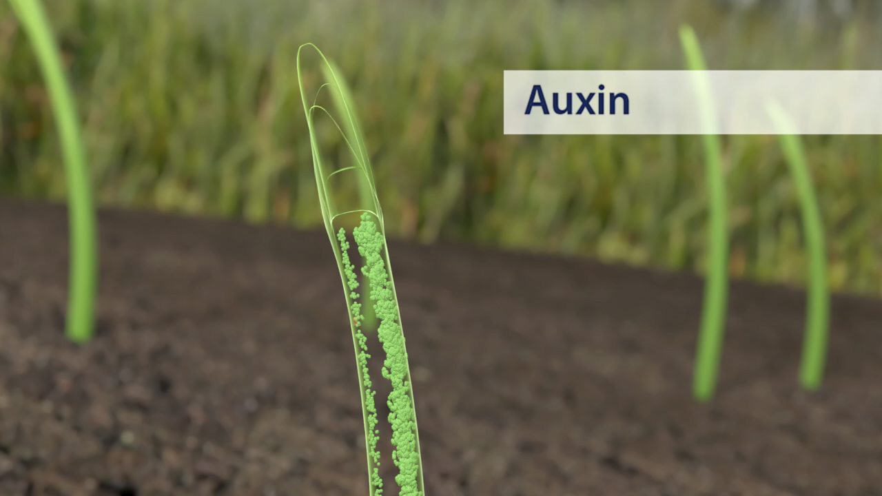 Grafik zeigt eine grüne Pflanzenwurzel mit dem Text 'Auxin' daneben.