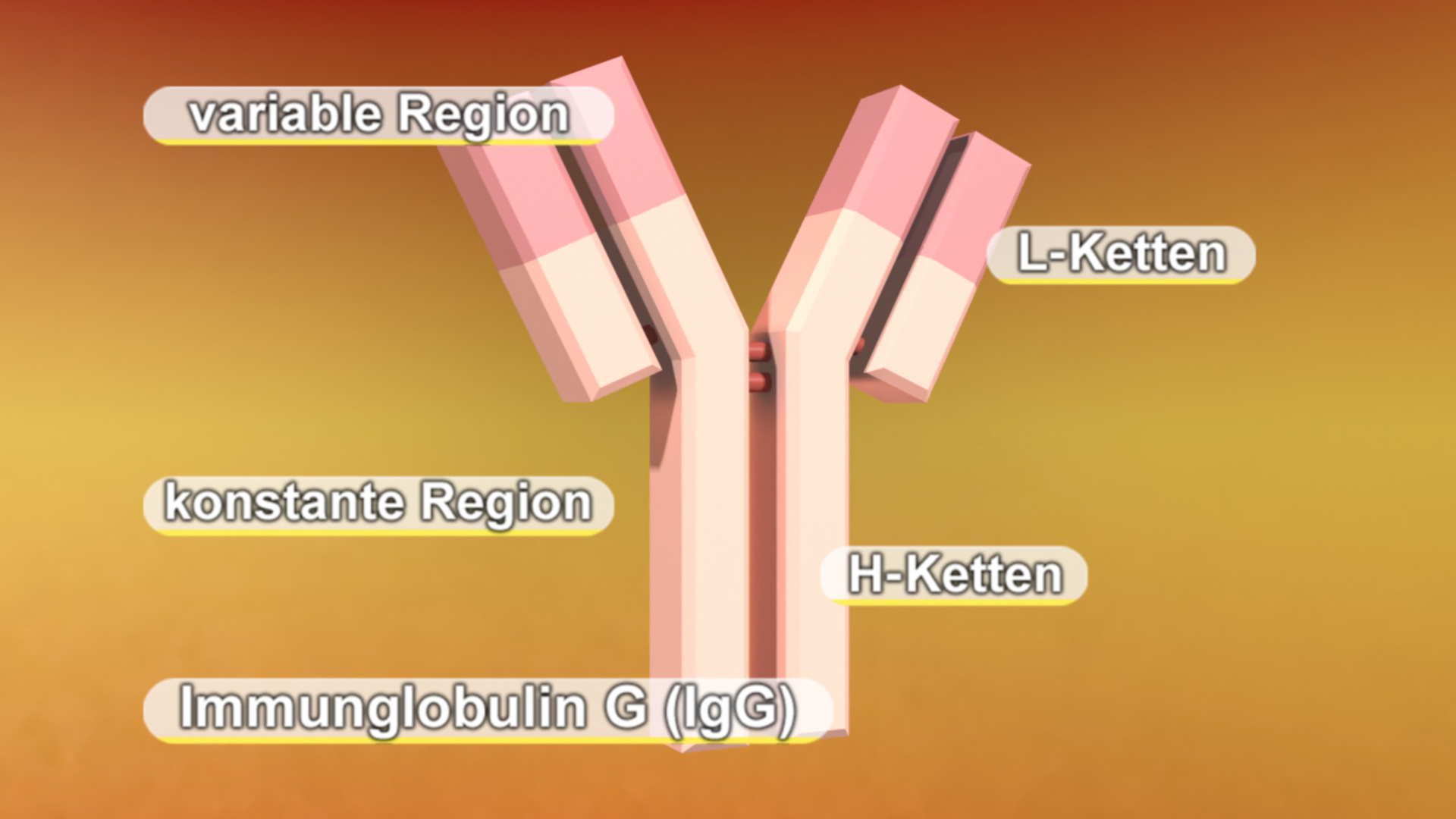 Diagramm eines Antikörpers mit Beschriftungen: variable Region, L-Ketten, konstante Region, H-Ketten, Immunglobulin G (IgG).