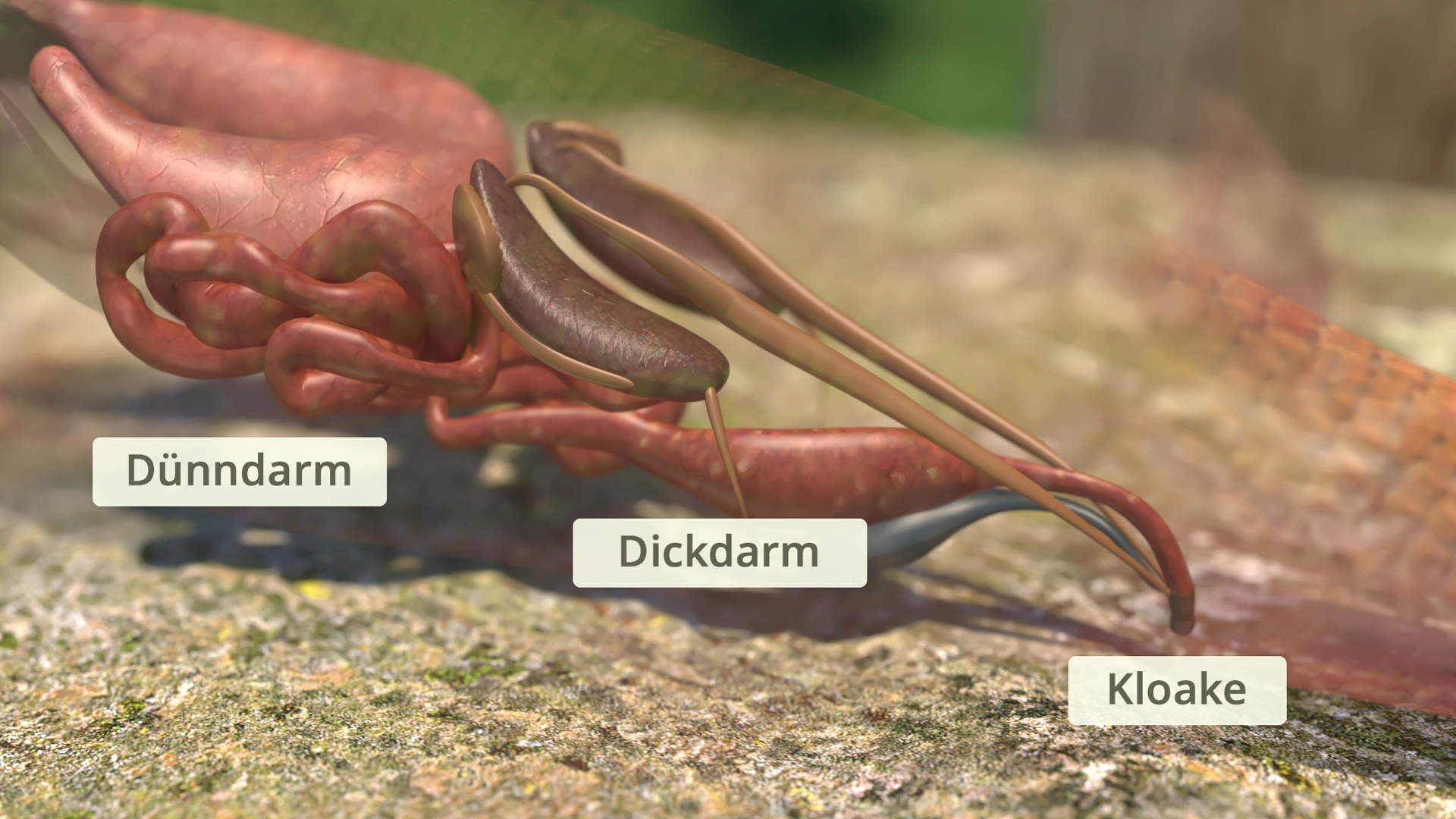 Darstellung des Verdauungssystems einer Eidechse mit beschrifteten Teilen: 'Dünndarm', 'Dickdarm', 'Kloake'.
