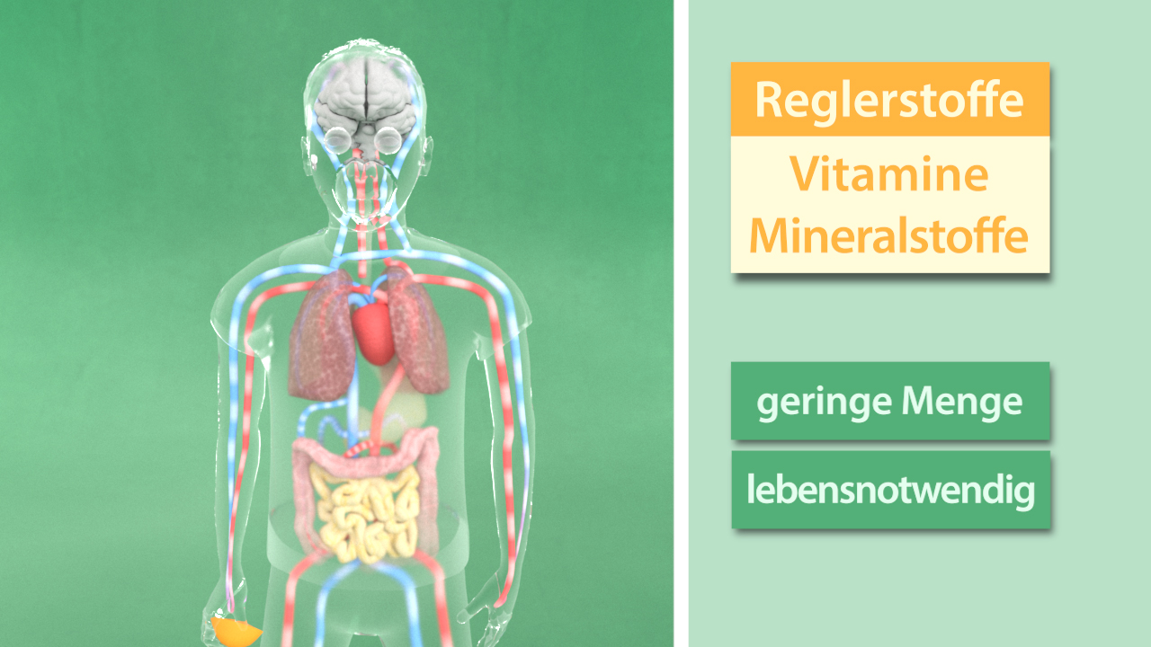 Grafik eines menschlichen Körpers mit hervorgehobenen Organen und Blutgefäßen, beschriftet mit 'Reglerstoffe', 'Vitamine', 'Mineralstoffe', 'geringe Menge', 'lebensnotwendig'.