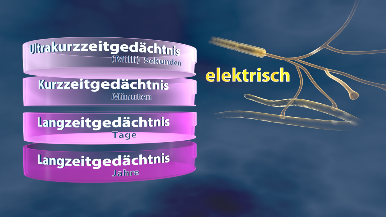 Grafik, die verschiedene Gedächtnisarten zeigt: Ultrakurzzeitgedächtnis (Millisekunden), Kurzzeitgedächtnis (Minuten), Langzeitgedächtnis (Tage und Jahre) mit dem Wort 'elektrisch' hervorgehoben.