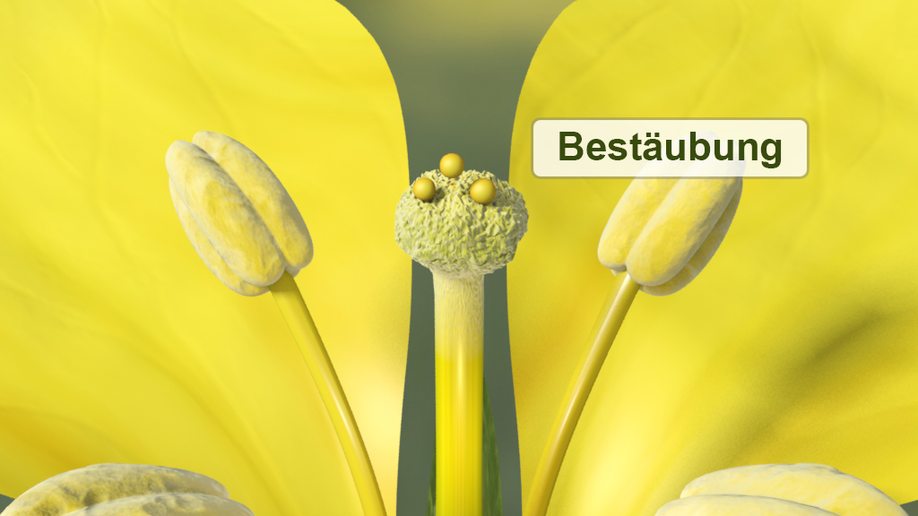 Nahaufnahme einer gelben Blüte mit Fokus auf dem Stempel und den Staubblättern, beschriftet mit 'Bestäubung'.