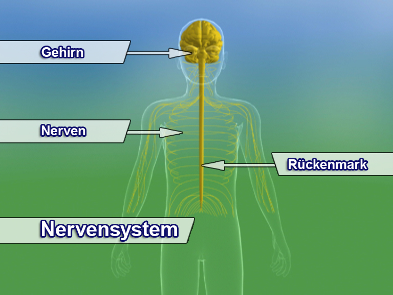 Diagramm des menschlichen Nervensystems mit Gehirn, Rückenmark und Nerven.